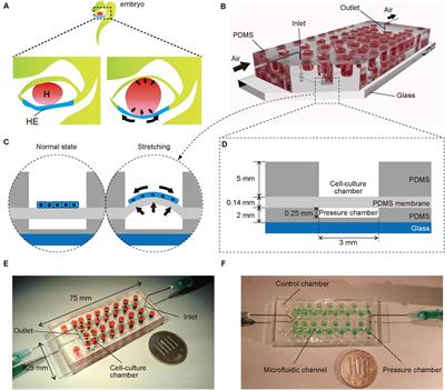 Recapitulation of Human Embryonic Heartbeat to Promote Differentiation of Hepatic Endoderm to Hepatoblasts